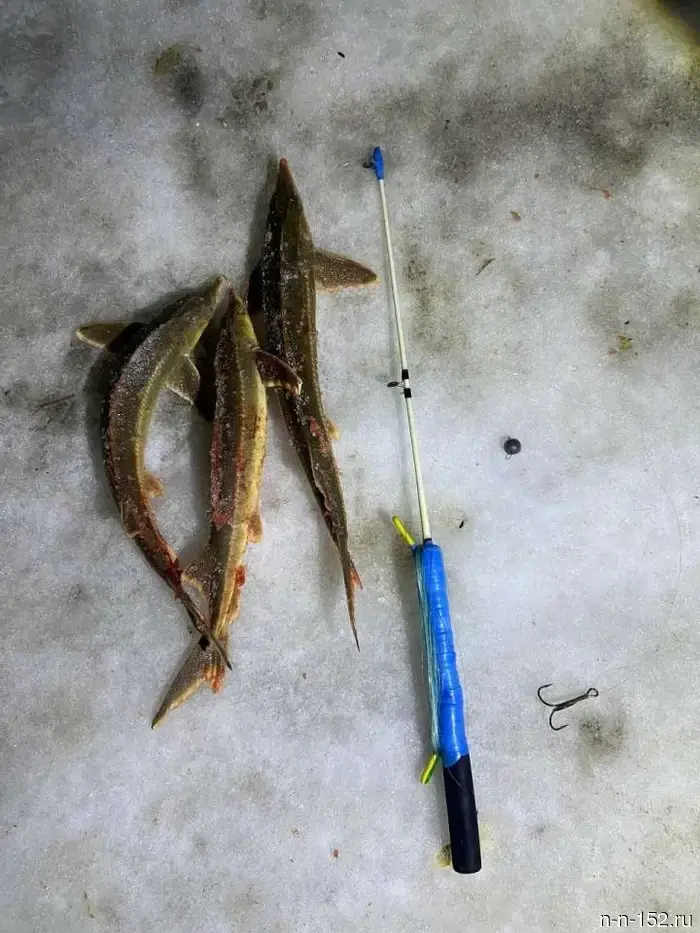 Poachers were caught illegally fishing for sturgeon in the Nizhny Novgorod region.