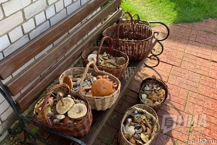 Nizhny Novgorod mushroom pickers collected the first spring trophies in the forests of the region.