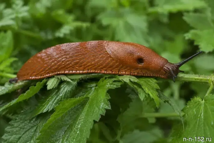 Threat to the garden: giant Spanish slugs have crawled to Nizhny Novgorod