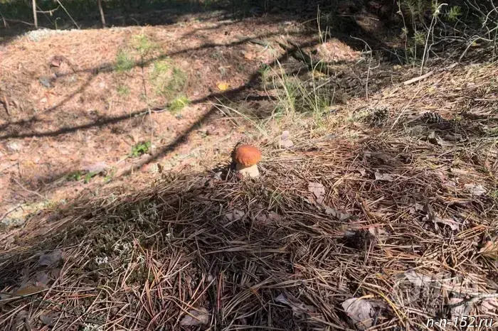 Mycologist Dyakov gave tips on mushroom foraging in September.