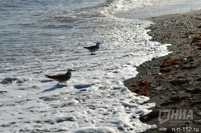 Anapa is preparing to open its beaches after an oil spill.