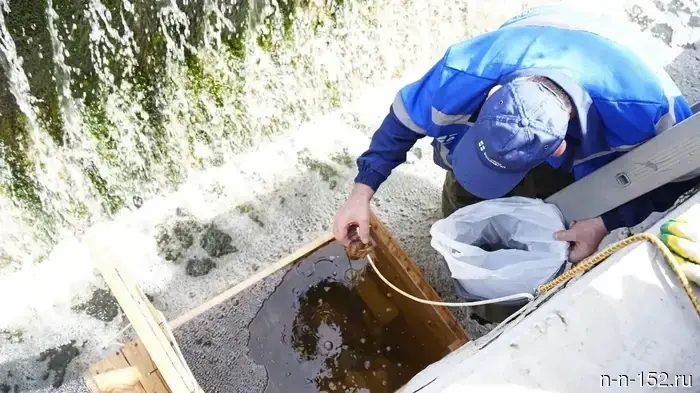 The quality of wastewater treatment in Nizhny Novgorod is checked using crayfish.