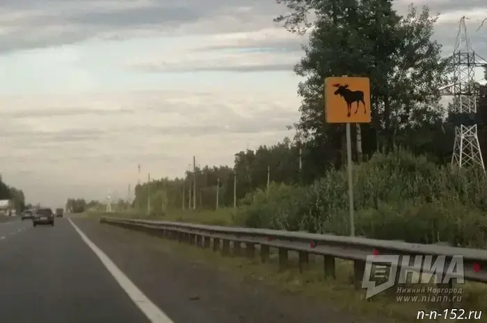 Three people were killed in a traffic accident involving wild animals in the Nizhny Novgorod region.