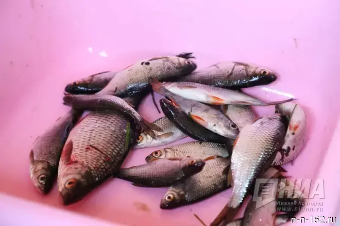 Nizhny Novgorod residents were explained why it is dangerous to eat fish from urban water bodies.
