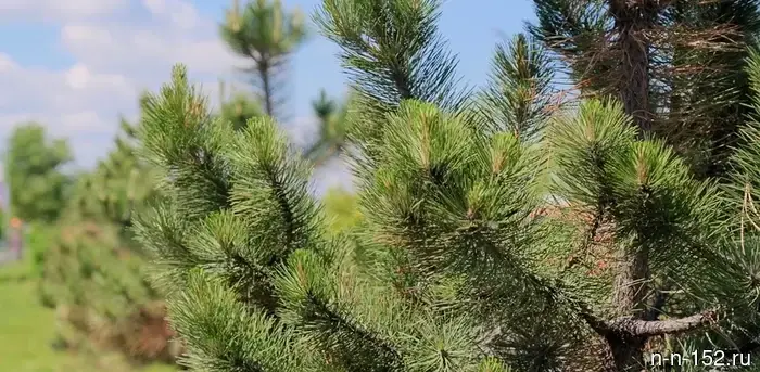 В Нижнем Новгороде осуществляется замена не прижившихся растений в соответствии с гарантийными обязательствами подрядчиков.