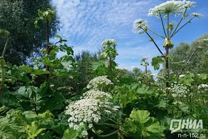 В Нижегородской области стартовал проект по поиску борщевика с использованием искусственного интеллекта.