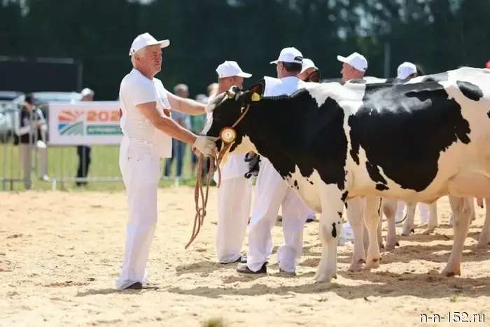 The best breeding cows were selected at the competition in Nizhny Novgorod.