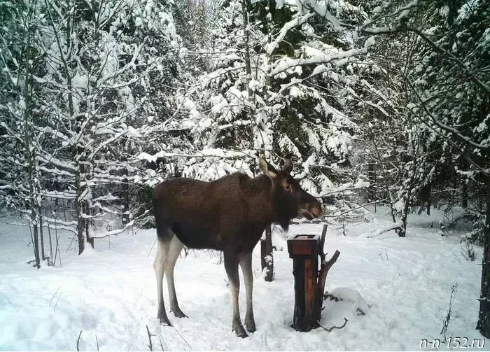 The moose hunting season has ended in the Nizhny Novgorod region.