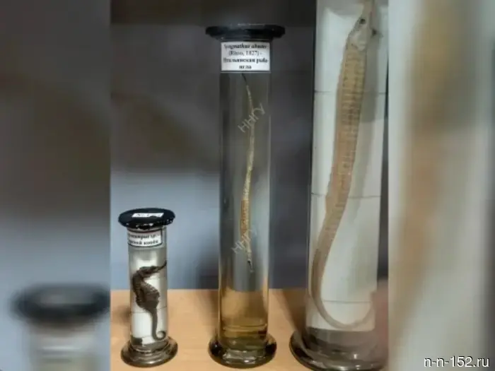 The Italian needlefish was caught for the first time in the upper part of the Volga.