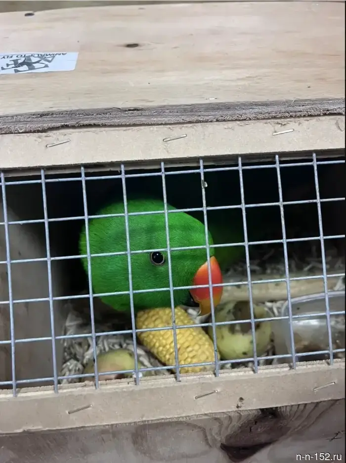 Parrots also need to be declared.