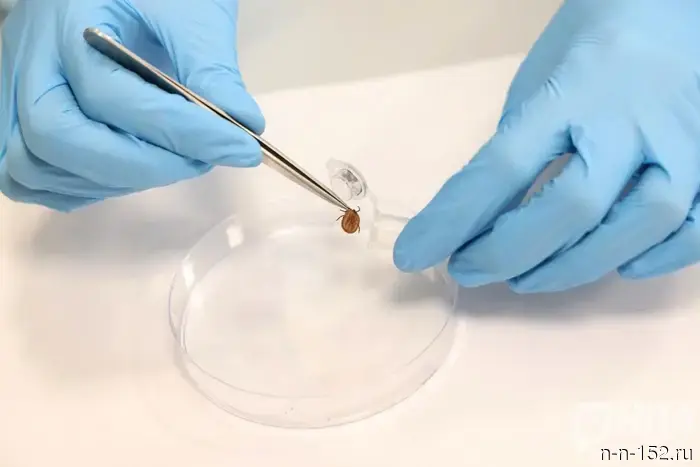 Почти 100 детей стали жертвами укусов клещей в Нижегородской области.