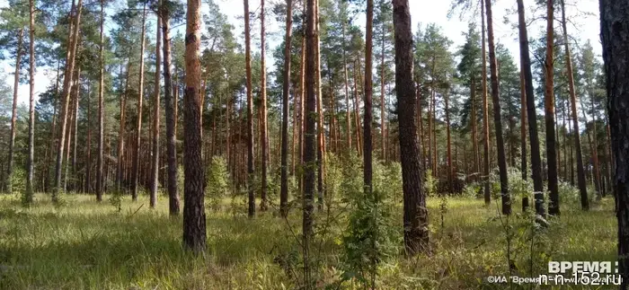 В лесу Выксунского округа фотоловушка запечатлела зайца, умывающегося под дождём.