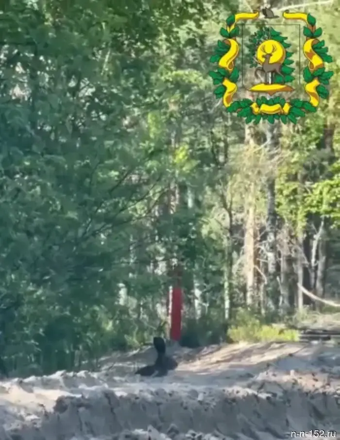 In the Lyskovsky district, the hunting inspector noticed a hare.