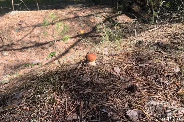 Mushrooms will start appearing in the forests of the Nizhny Novgorod region as early as April.