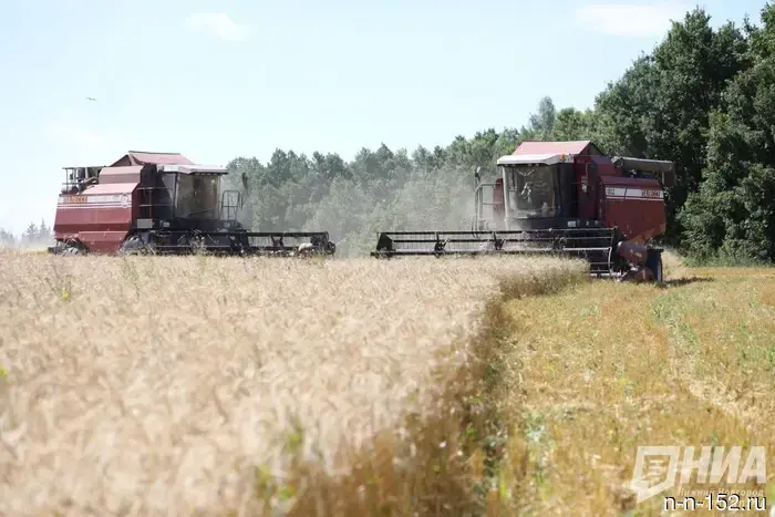 "Wheat 'from the future' discovered in the Nizhny Novgorod region"