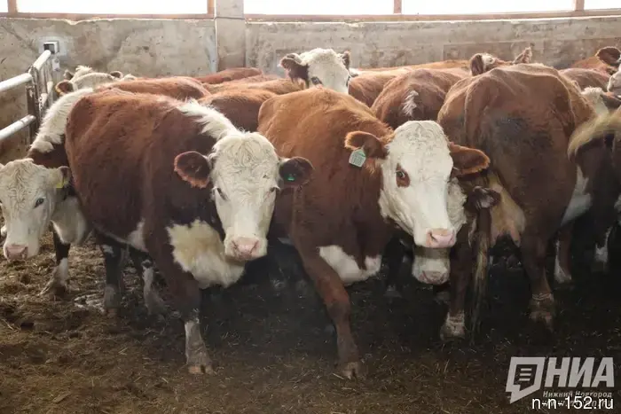 The Nizhny Novgorod deputy had 585 cows arrested.