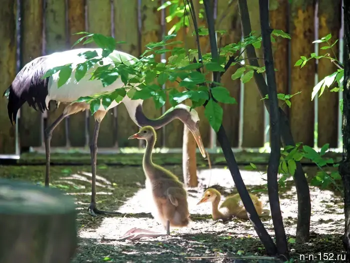 The "Limpopo" showcased newborn crane chicks, calves, and a fawn.