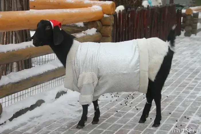 Жителей Нижнего Новгорода просят воздержаться от запуска фейерверков рядом с зоопарком «Лимпопо».