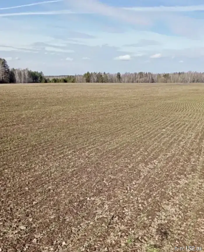 The snow helped preserve the crops in the Kstovo district.