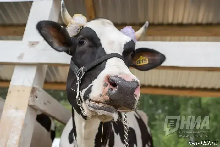 Nizhny Novgorod Region was allocated 14.8 million rubles for pedigree livestock breeding.