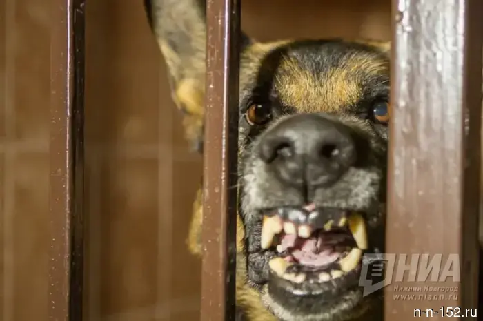 A dog bit a postman in Nizhny Novgorod.
