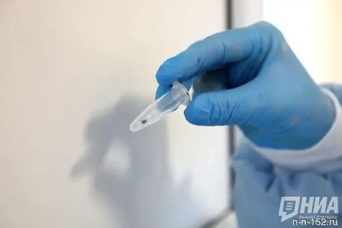 Another child was bitten by a tick in the Nizhny Novgorod region.