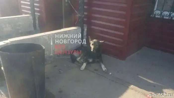 Bastyrkin is shocked by the attack on a child in Nizhny Novgorod