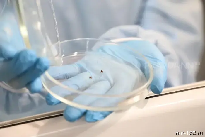 В Нижегородской области двое детей стали жертвами клещей.