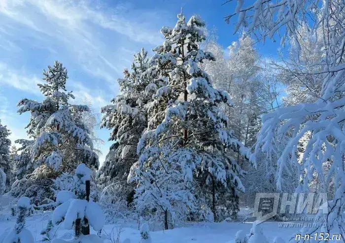 Nizhny Novgorod residents will be able to buy a real Christmas tree for 8 rubles for the New Year.