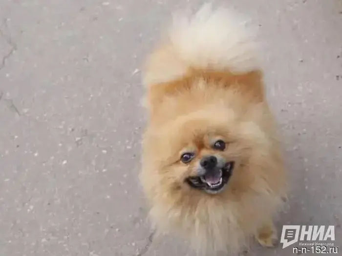 The owner of the Nizhny Novgorod kennel spoke about the fire where 200 dogs died.