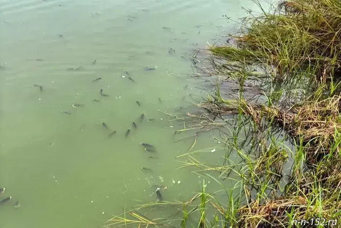Fish are dying en masse in the Kabatskoye Lake area.
