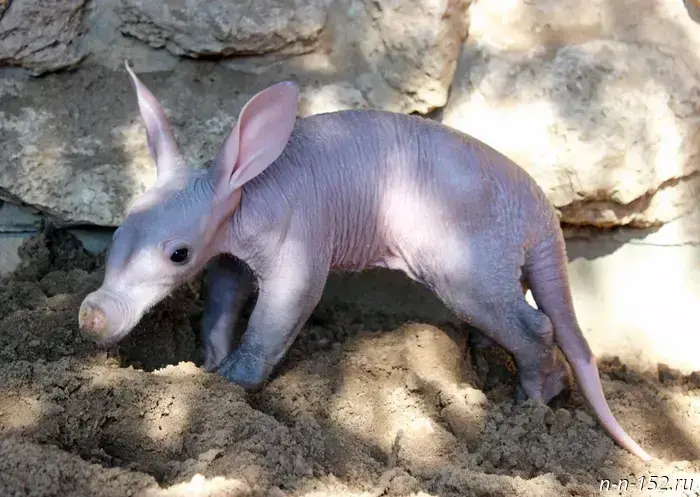 The aardvark born at Nizhny Novgorod's Limpopo Zoo was named Hiba.