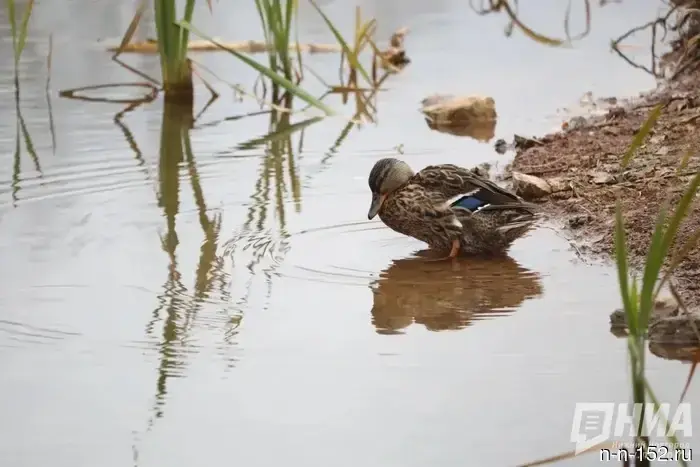 A specialist from the state veterinary service rescued a weakened drake after the flood in Bor.