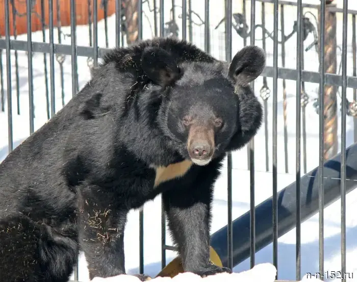 В зоопарке "Лимпопо" в Нижнем Новгороде проснулся гималайский медведь.