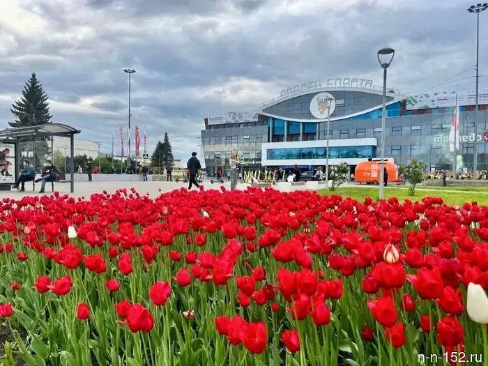 Живое украшение города: в Нижнем Новгороде на улицах будет высажено 21 тыс. кв. метров цветников.