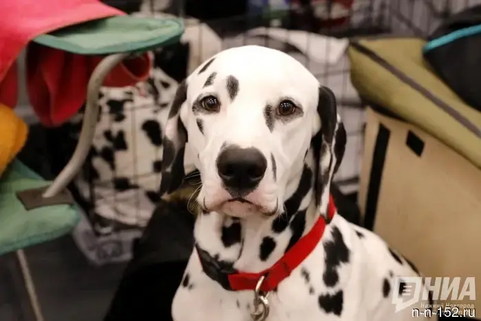 The rules for handling animals want to be changed in the Nizhny Novgorod region.