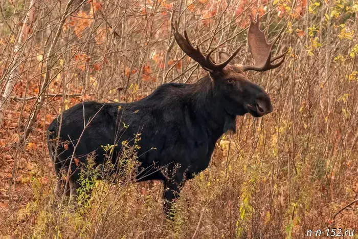The moose hunting season will open in the Nizhny Novgorod region on September 15.