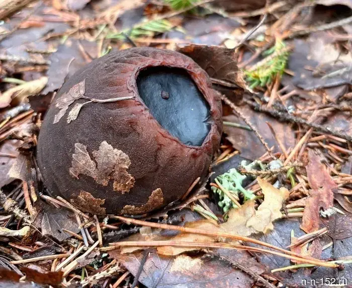 Sensational discovery: a mushroom from the Red Book of Russia has been found in the Nizhny Novgorod region.