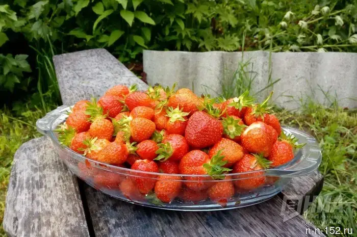 Как приобрести вкусную клубнику: рекомендации специалиста.