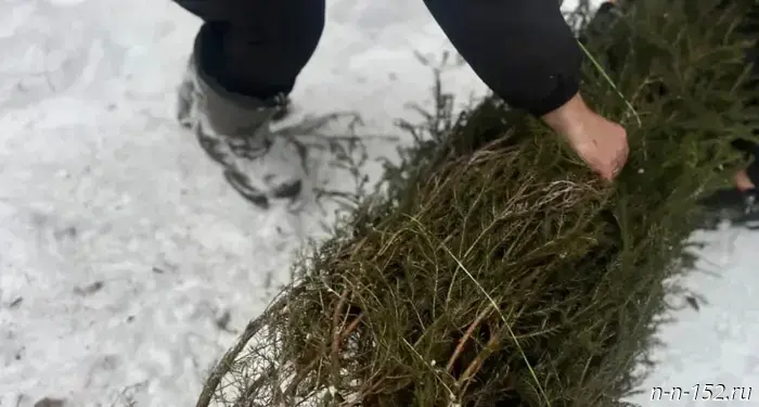 Residents of the Nizhny Novgorod region were invited to turn in their Christmas trees for recycling.