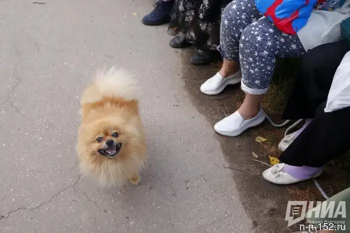 Нижегородец возвратил собаку своей бывшей девушке после судебного разбирательства и уплаты штрафов.