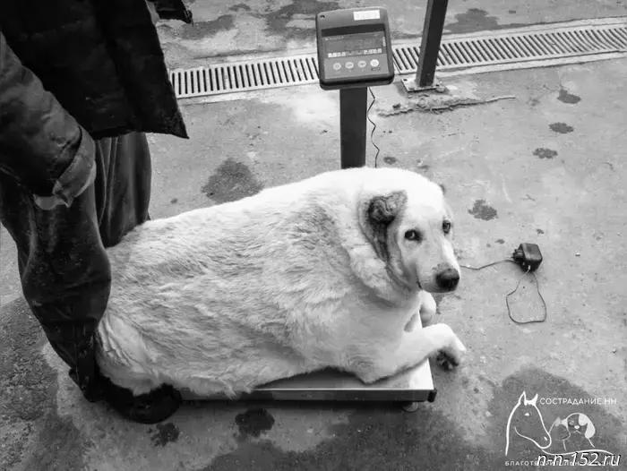 Veterinarians named the causes of death of the Nizhny Novgorod chubby dog, Krugets.