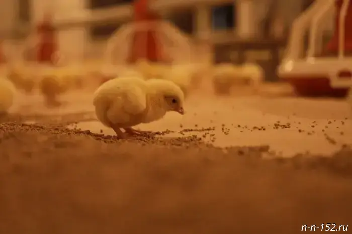 Компании агропромышленного комплекса в Нижегородской области объявили о 1,4 тысячи вакансий.