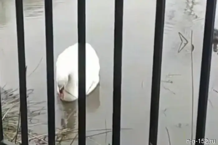 The lonely swan from Sormovsky Park has successfully survived the winter.