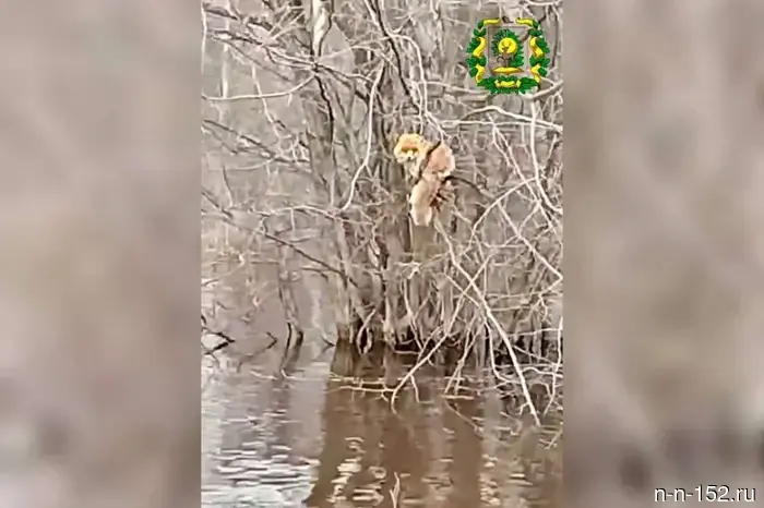Лиса полезла на дерево, укрываясь от наводнения в Нижегородской области — видео.