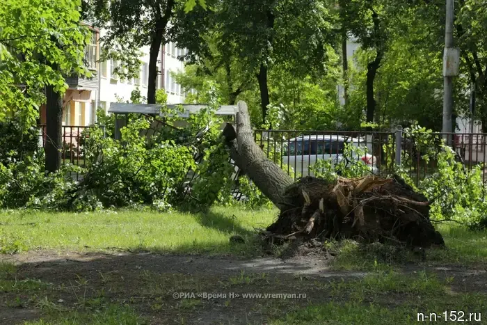 The consequences of the night hurricane are being eliminated in Dzerzhinsk.