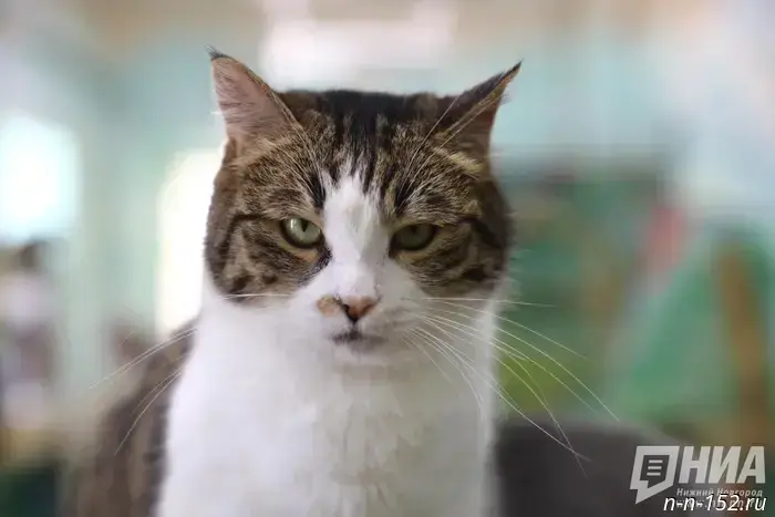 A 2-million-ruble AI to locate animals will be developed in the Nizhny Novgorod region.