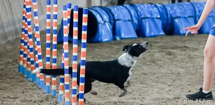 The Mixed-Breed Dog Festival "Breed Doesn't Matter for Friendship" will be held at the city zoo center "Nadezhda" on September 21.