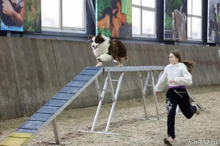 «Горячая линия» по вопросам организации учебного процесса в школе «Юный кинолог» состоится 18 ноября.