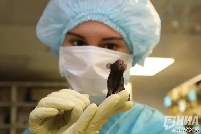 "Мышиную" лихорадку обнаружили в Арзамасском районе.